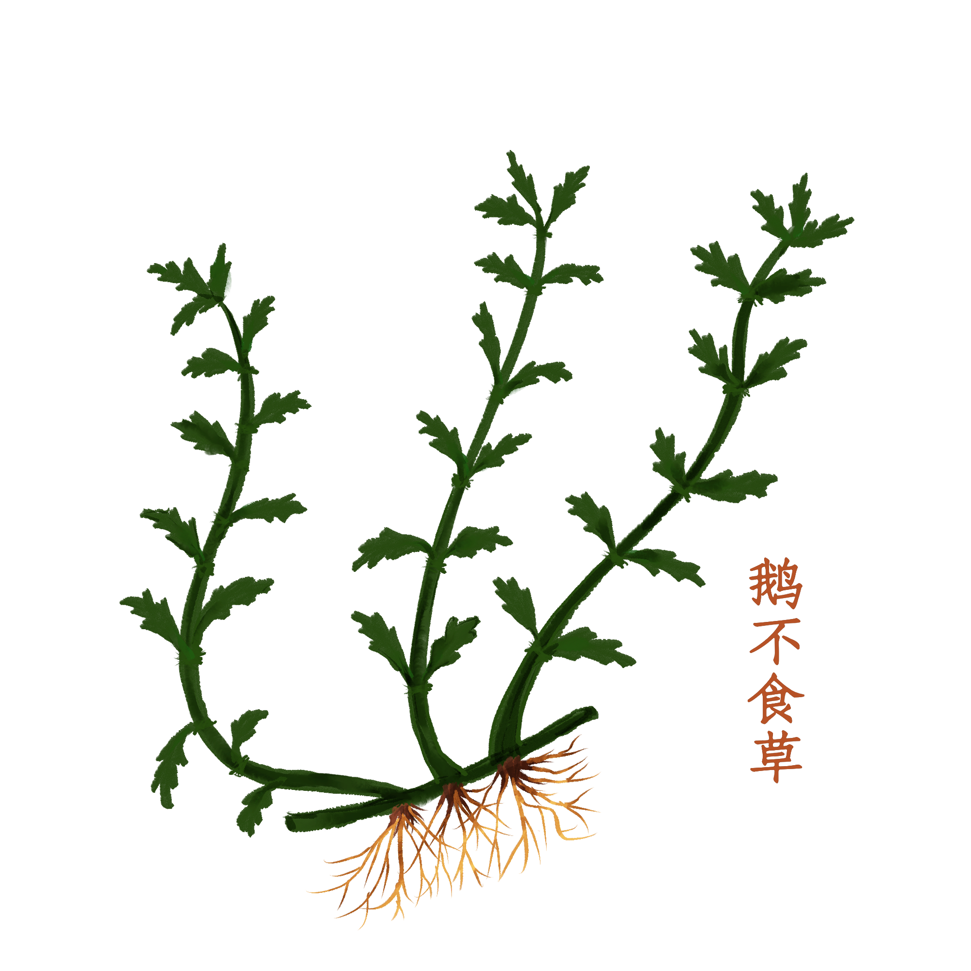 摄图网_401059644_鹅不食草中药材（企业商用）.png