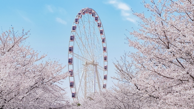 6b4822c258129ef6e1d1749a92f366c9.jpg 摄图网_507704237_粉色樱花和摩天轮(企业商用).jpg
