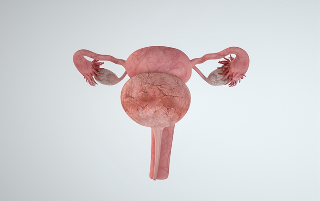 摄图网_401456974_3d人体器官卵巢模型（企业商用）.jpg
