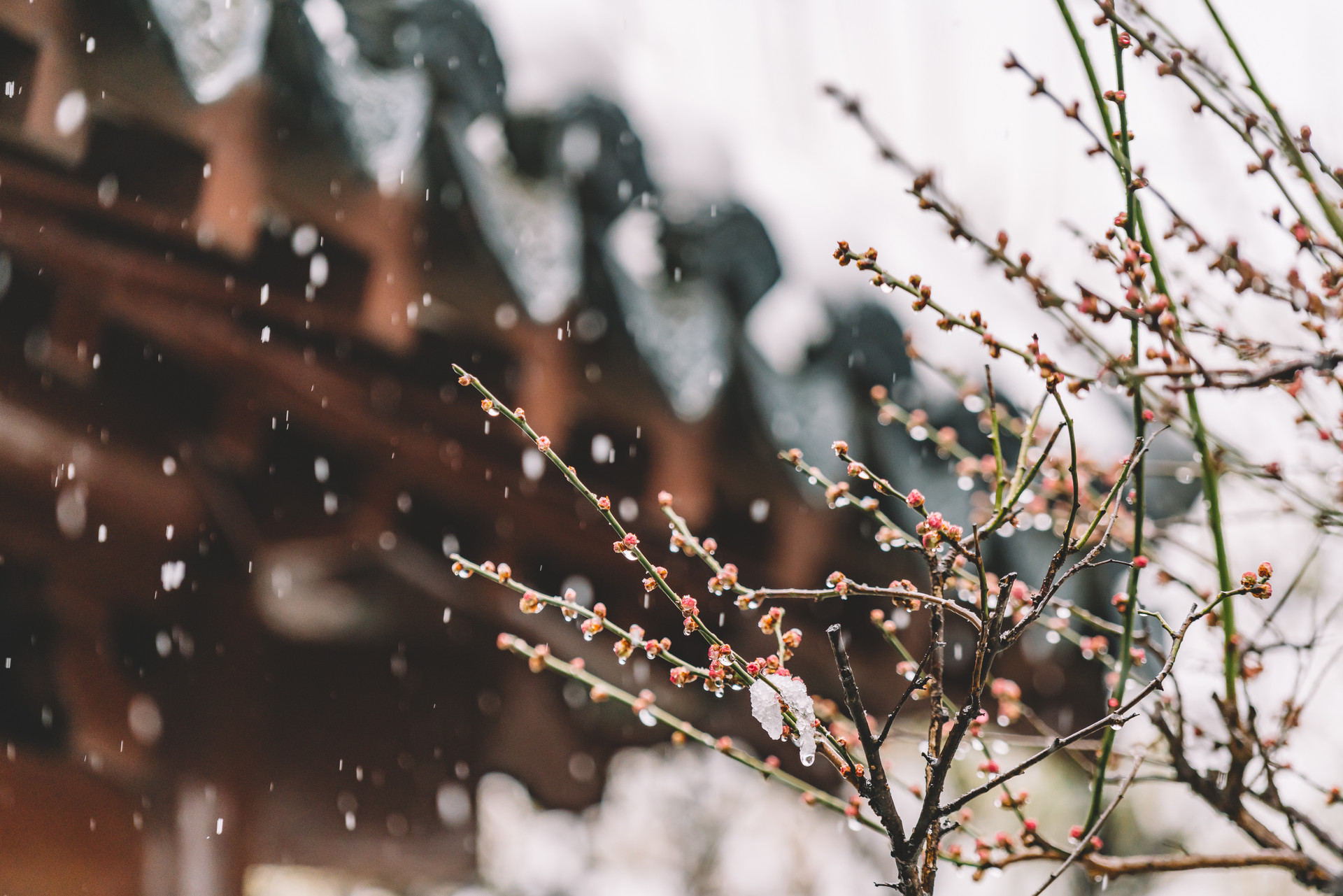 摄图网_500809939_中式古典园林中的雪景(企业商用).jpg